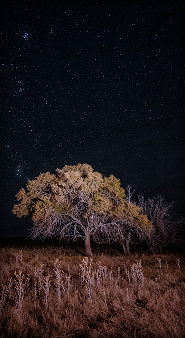 Nightime Tree and Space